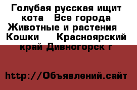 Голубая русская ищит кота - Все города Животные и растения » Кошки   . Красноярский край,Дивногорск г.